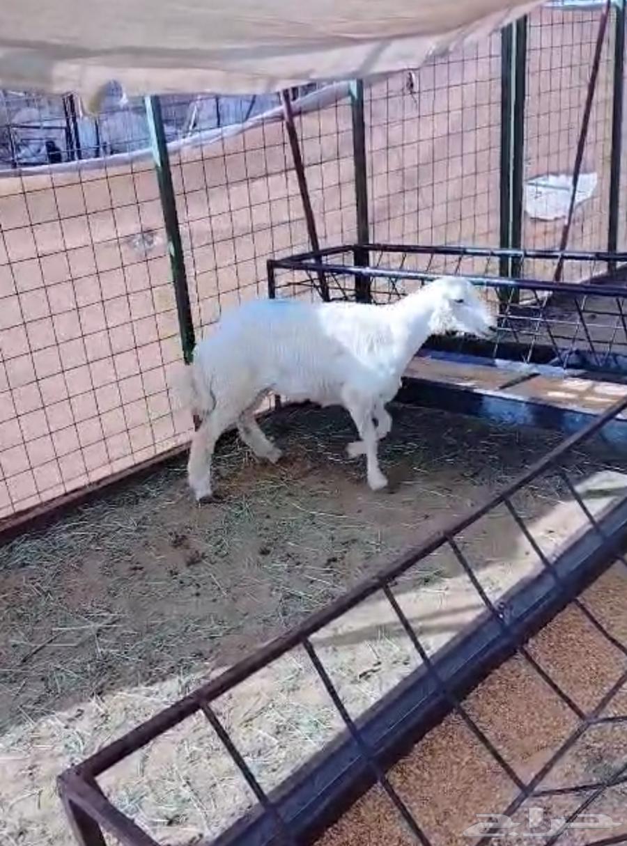 رخال 6 شهور للبيع64521083245443113