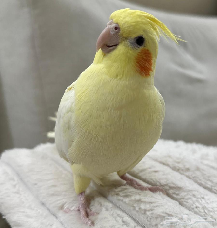 Extremely gentle Latino crow64520204258562114