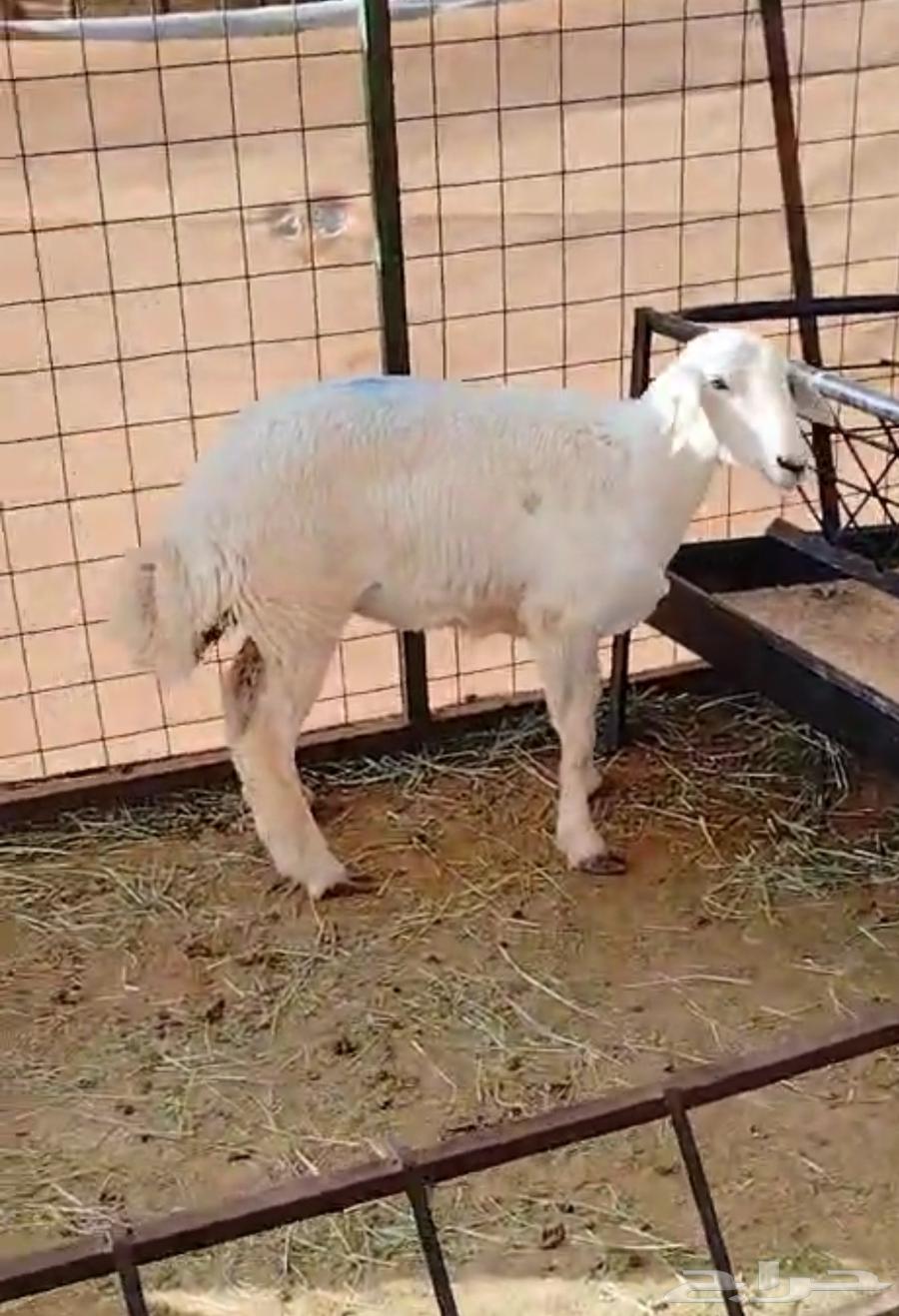 رخال 6 شهور للبيع64521083245443110