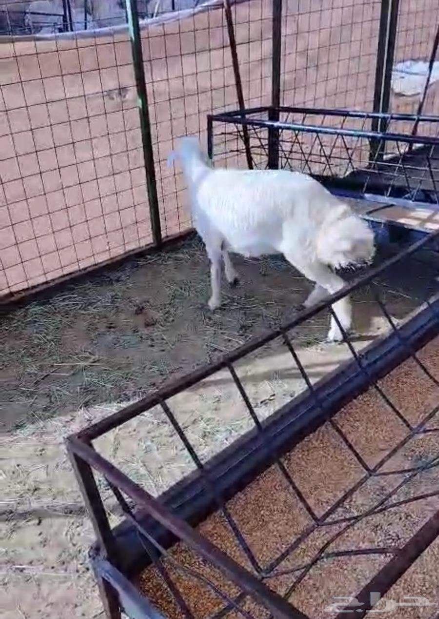 رخال 6 شهور للبيع64521083245443114