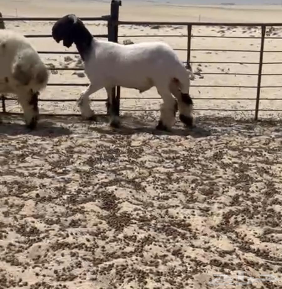 Adham's trunk64521625275906110