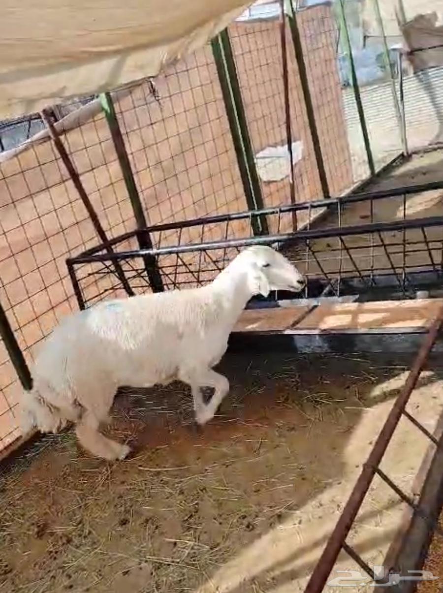 رخال 6 شهور للبيع64521083245443112