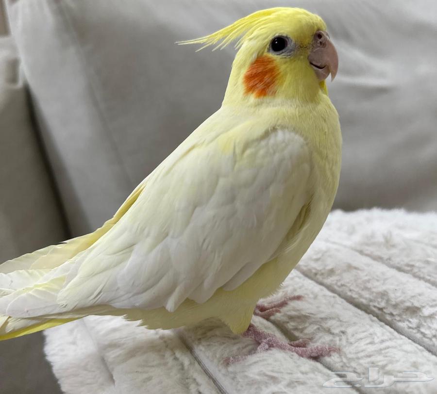 Extremely gentle Latino crow64520204258562110