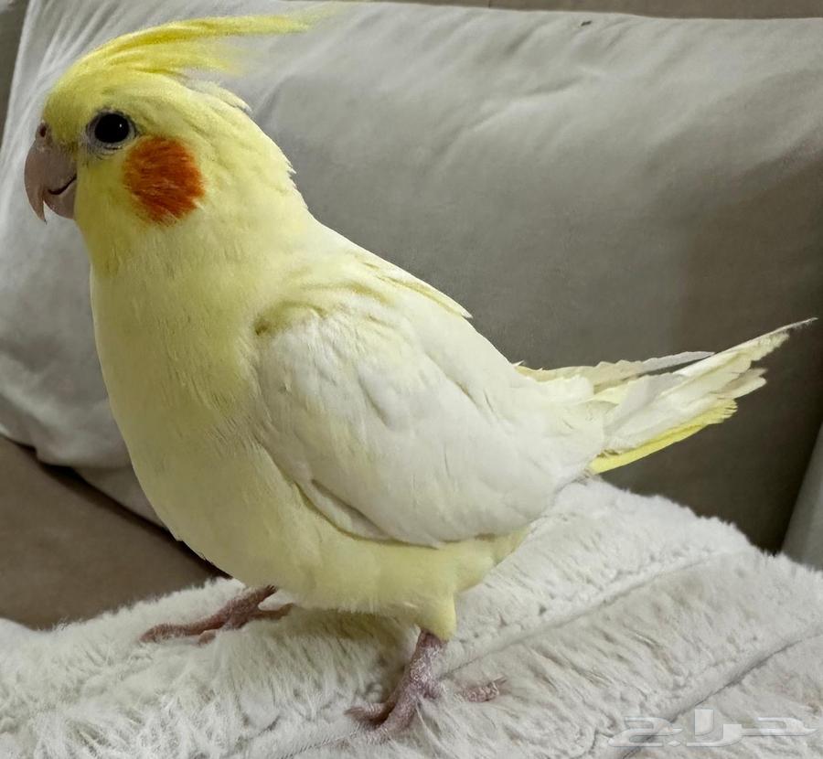 Extremely gentle Latino crow64520204258562111