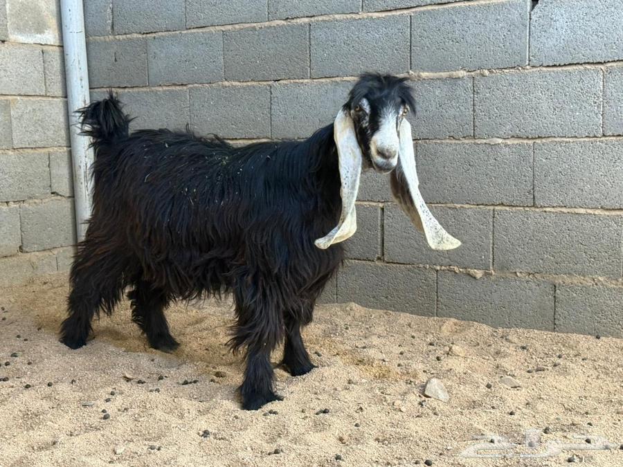 معزاء عوارض صنف64522430014210111