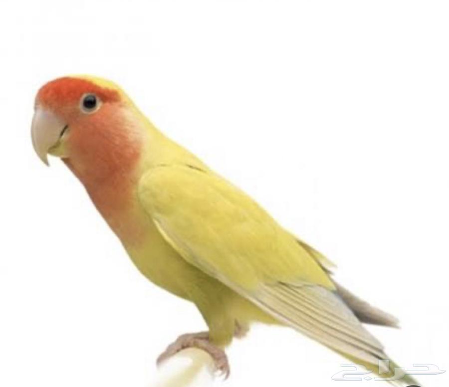 طير روز اليف64520840186370110