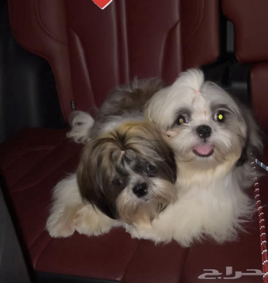 للبيع زوج شيتزو بيور64526134018305110