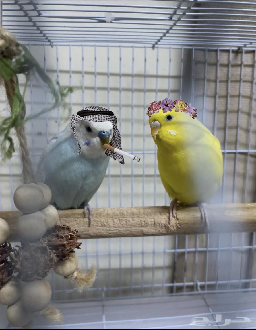 Bajji pairs for breeding..64522683356801110