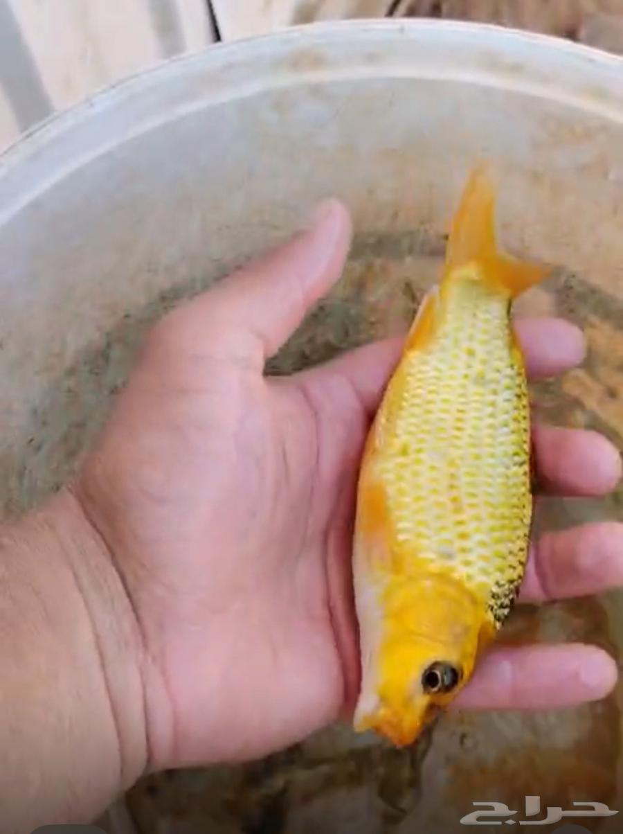 سمك كوي -سمك زينه -سمك بلطي -زريعة بلطي64520515978243110