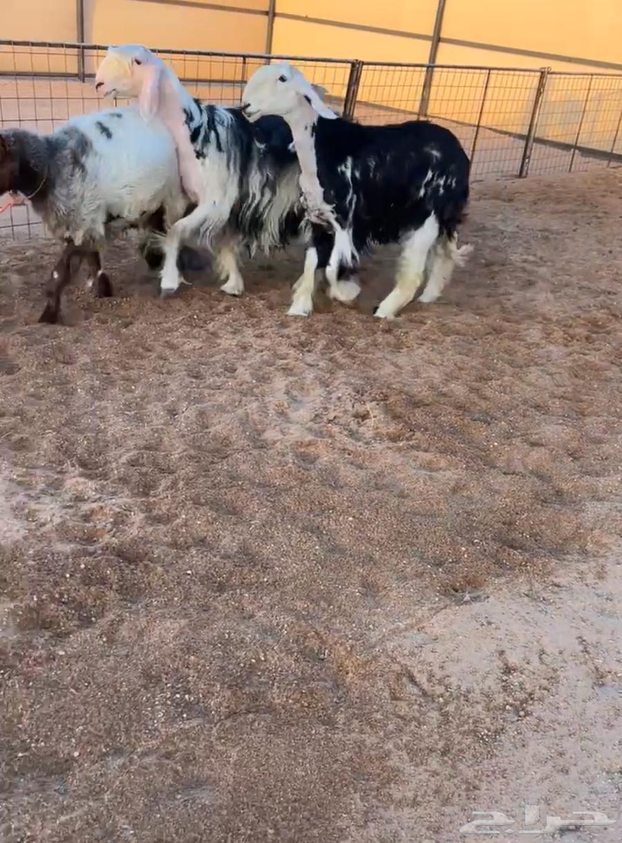 شياه نجد صنف64524946802306110