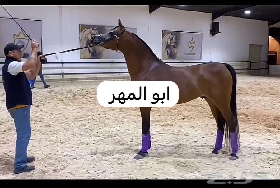 مهر للبيع العمر سنه 8شهور64526551464194114