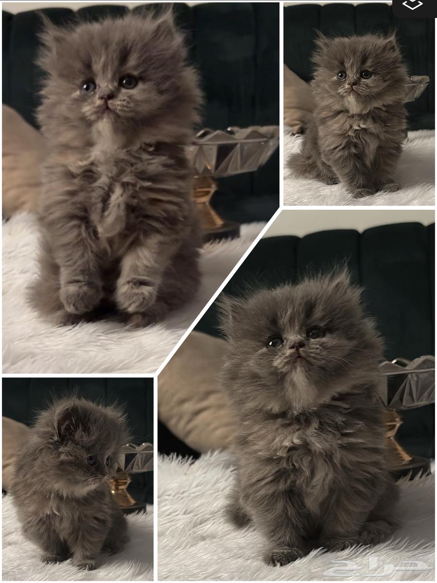 قط للبيع64521411596161110