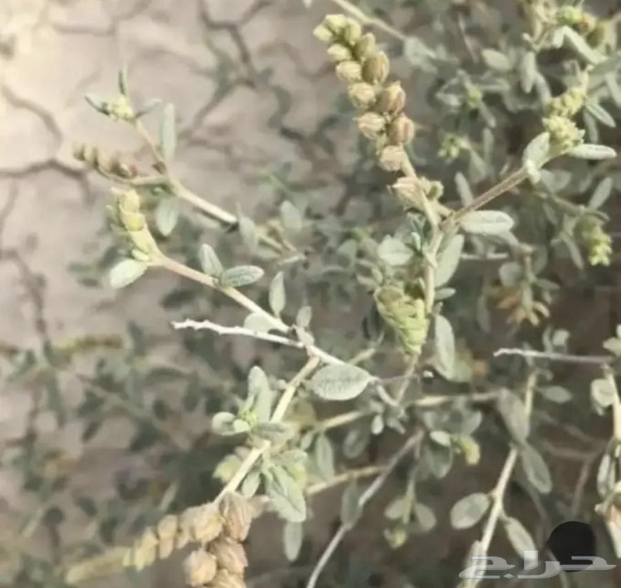 Raqrouq seeds64521197336706110