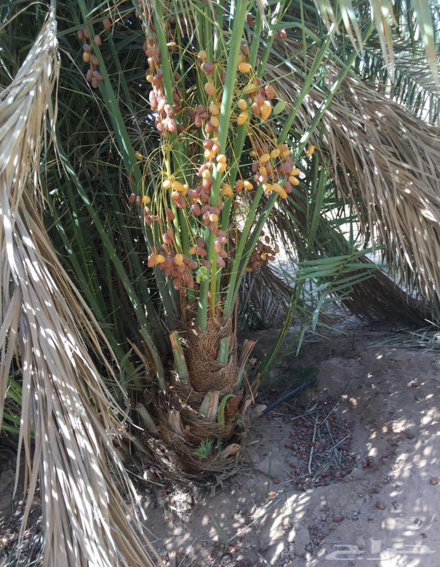 عروض اليوم الوطني نخل مثمر للبيع من 9564526106037505113