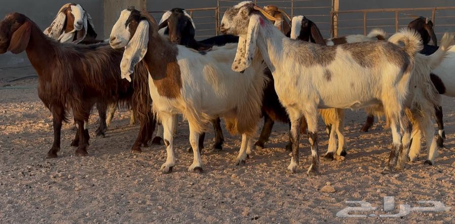 Egyptian goats and shares, good quality, issue 1164525607900675110