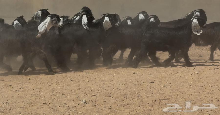 جذعات عوارض ربش طيبه العدد 20 بالفحل64521991563651112