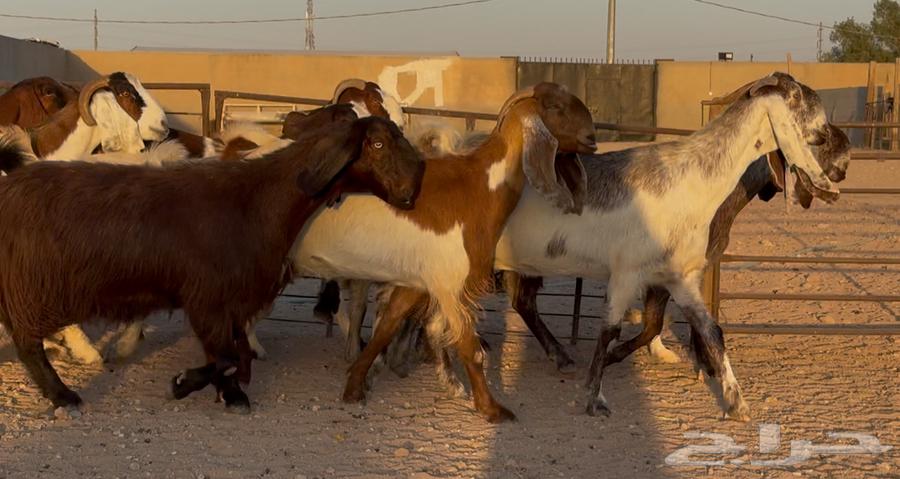 Egyptian goats and shares, good quality, issue 1164525607900675113