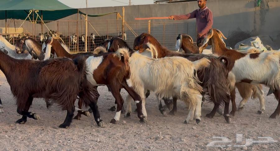 Egyptian goats and shares, good quality, issue 1164525607900675112