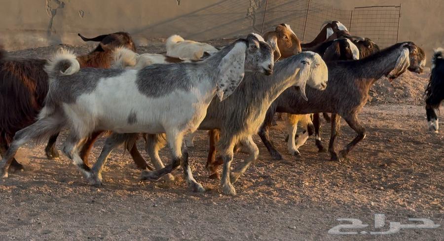 Egyptian goats and shares, good quality, issue 1164525607900675114
