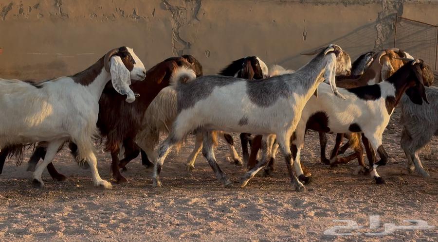 Egyptian goats and shares, good quality, issue 1164525607900675111