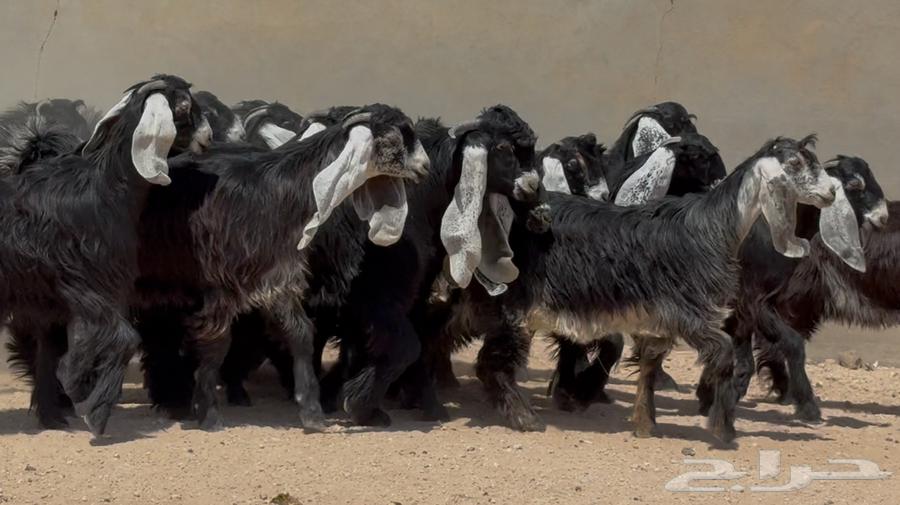 جذعات عوارض ربش طيبه العدد 20 بالفحل64521991563651111