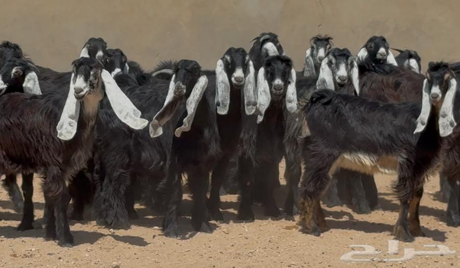 جذعات عوارض ربش طيبه العدد 20 بالفحل64521991563651114