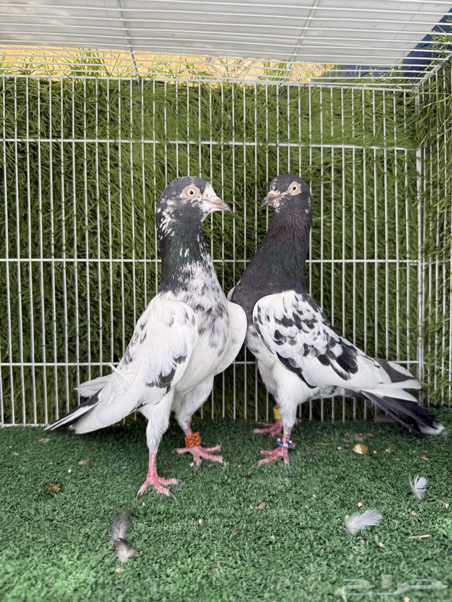 جوز تيدي اساس توب64519511806466114