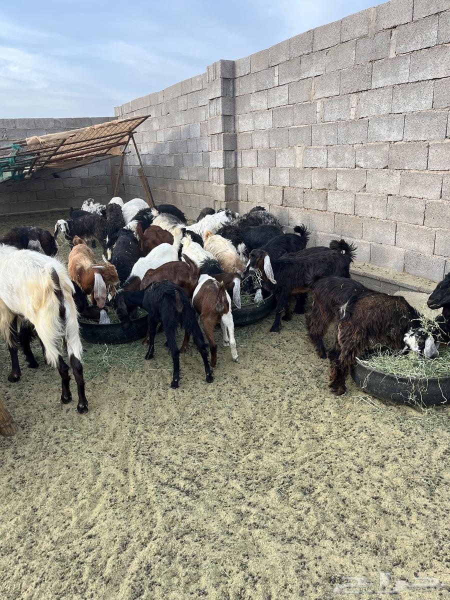 يوجد بهم للبيع العمر من سبعه اشهور الا ثمنيه شهور64520261473665112