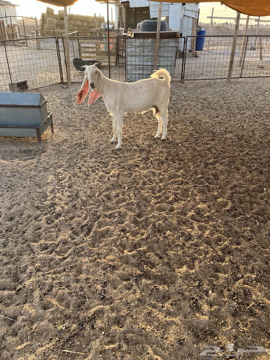 للبيع الدوادمي64523936417410110