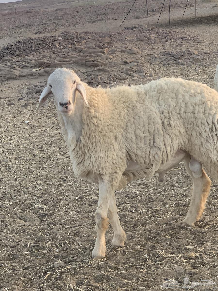 Conditional Class Release64520797782915112