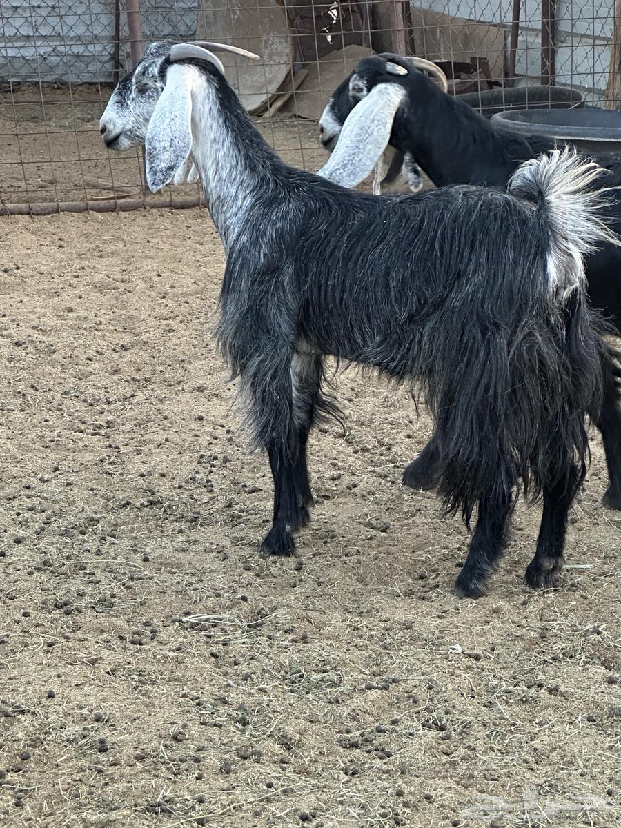 للبيع معزاء64525787684866112