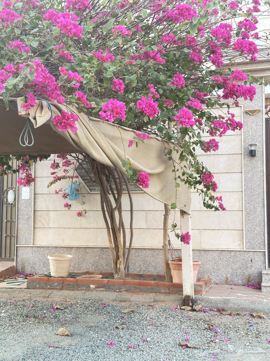 مظله للبيع64520218643713111