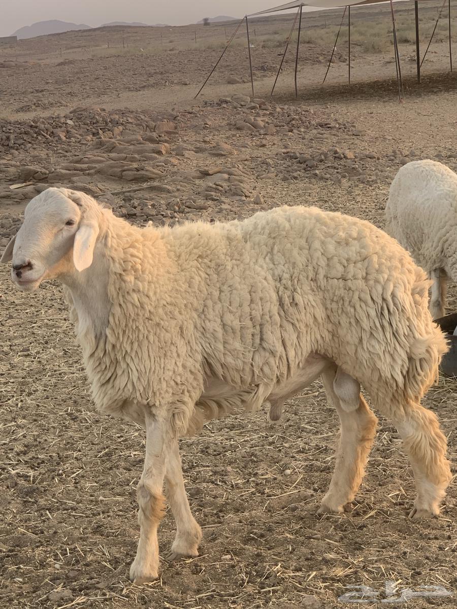 Conditional Class Release64520797782915111