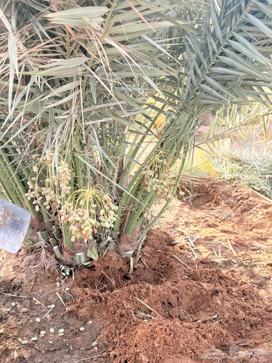 عروض اليوم الوطني نخل مثمر للبيع من 9564526106037505112