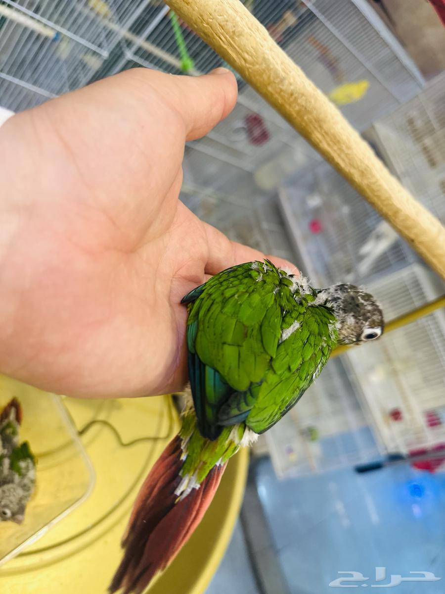 فروخ كنيور(تم البيع64519144331394111