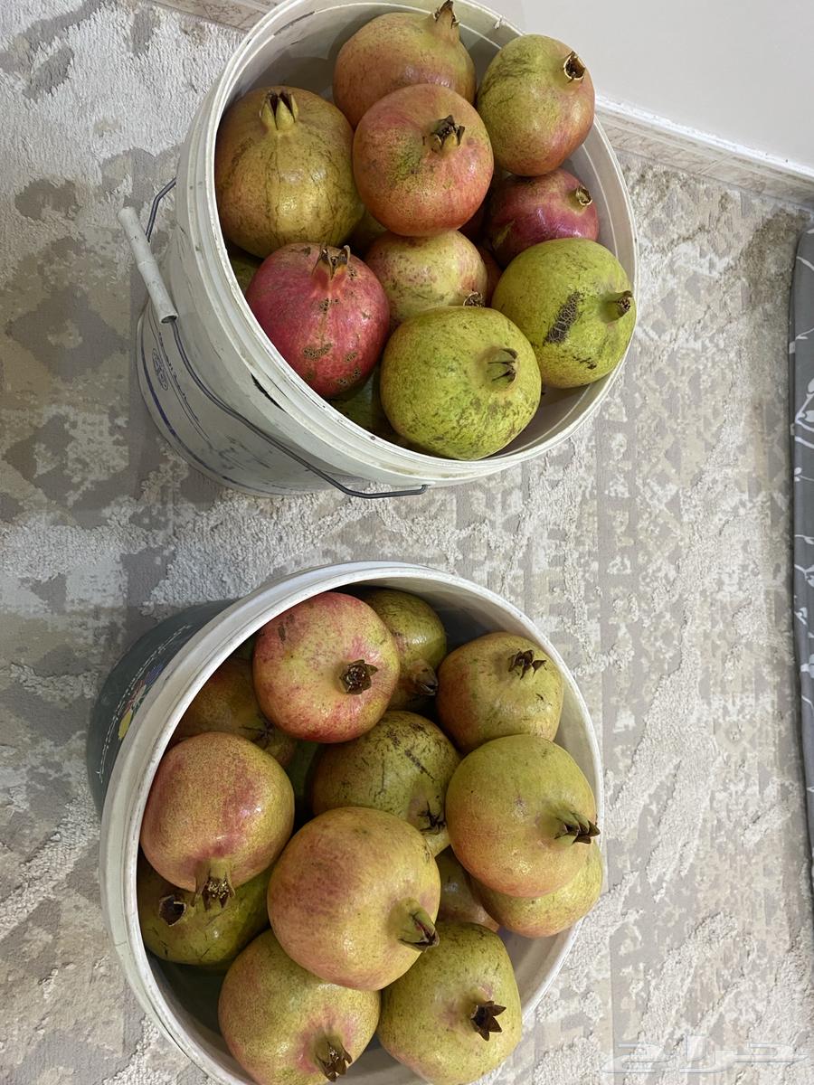 رمان جوف ال معمر64525760327554112