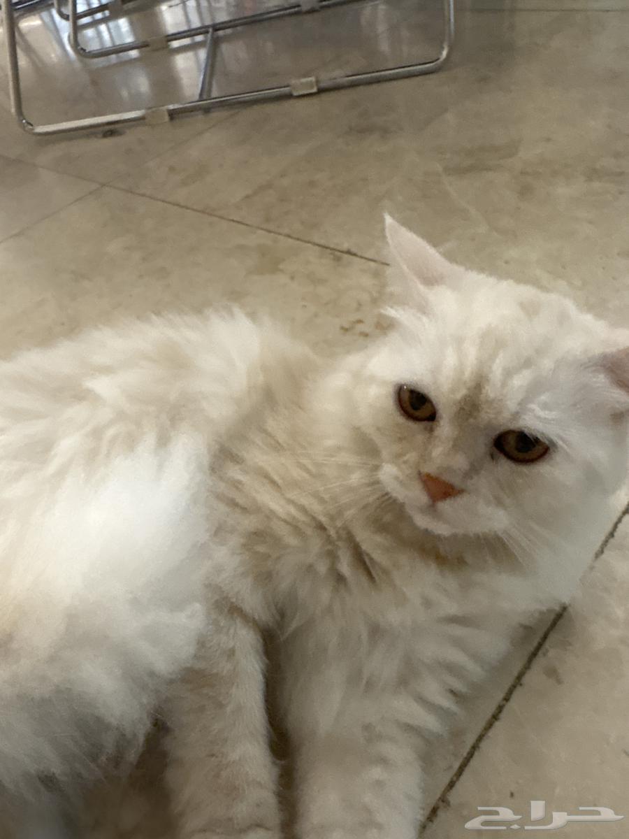 قطة للبيع64522907788547112