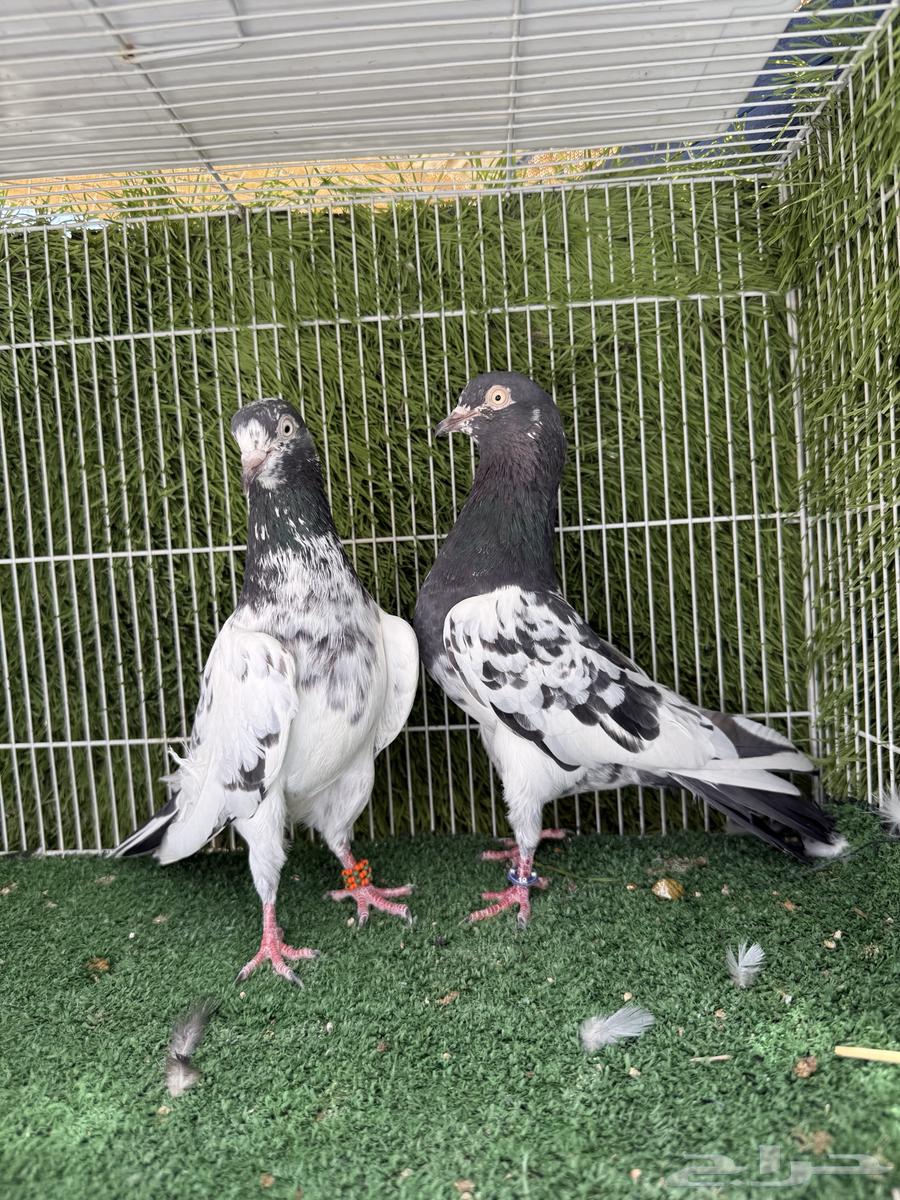 جوز تيدي اساس توب64519511806466111