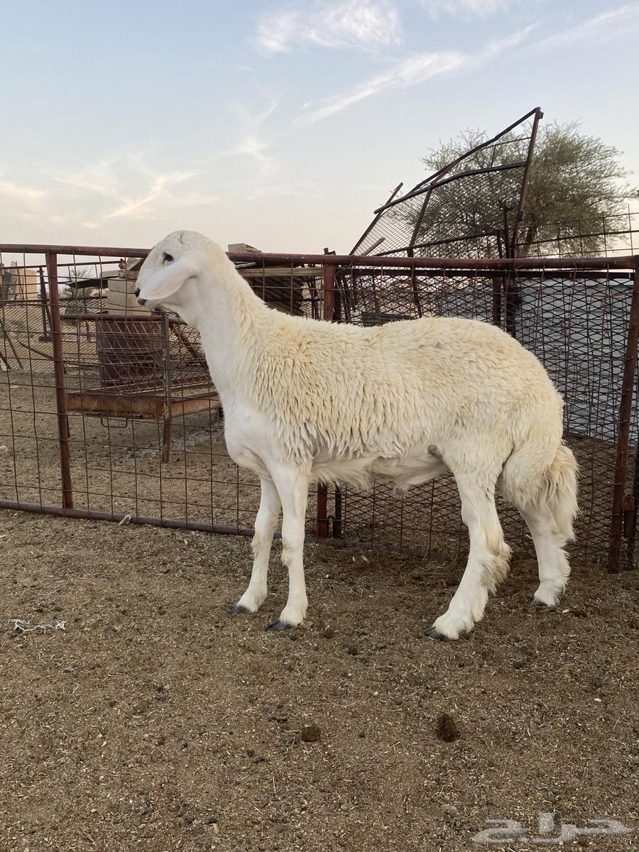 سلام عليكم. طلي صنف العمر8شهور64526467646465112