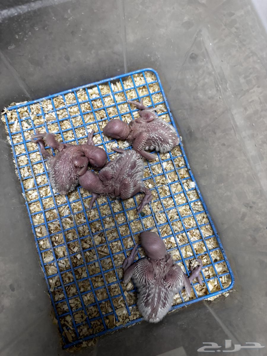 فروخ روز الالبينو صافي سعر 95 ريال يوم الوطني تواصل واتس64525911795587113