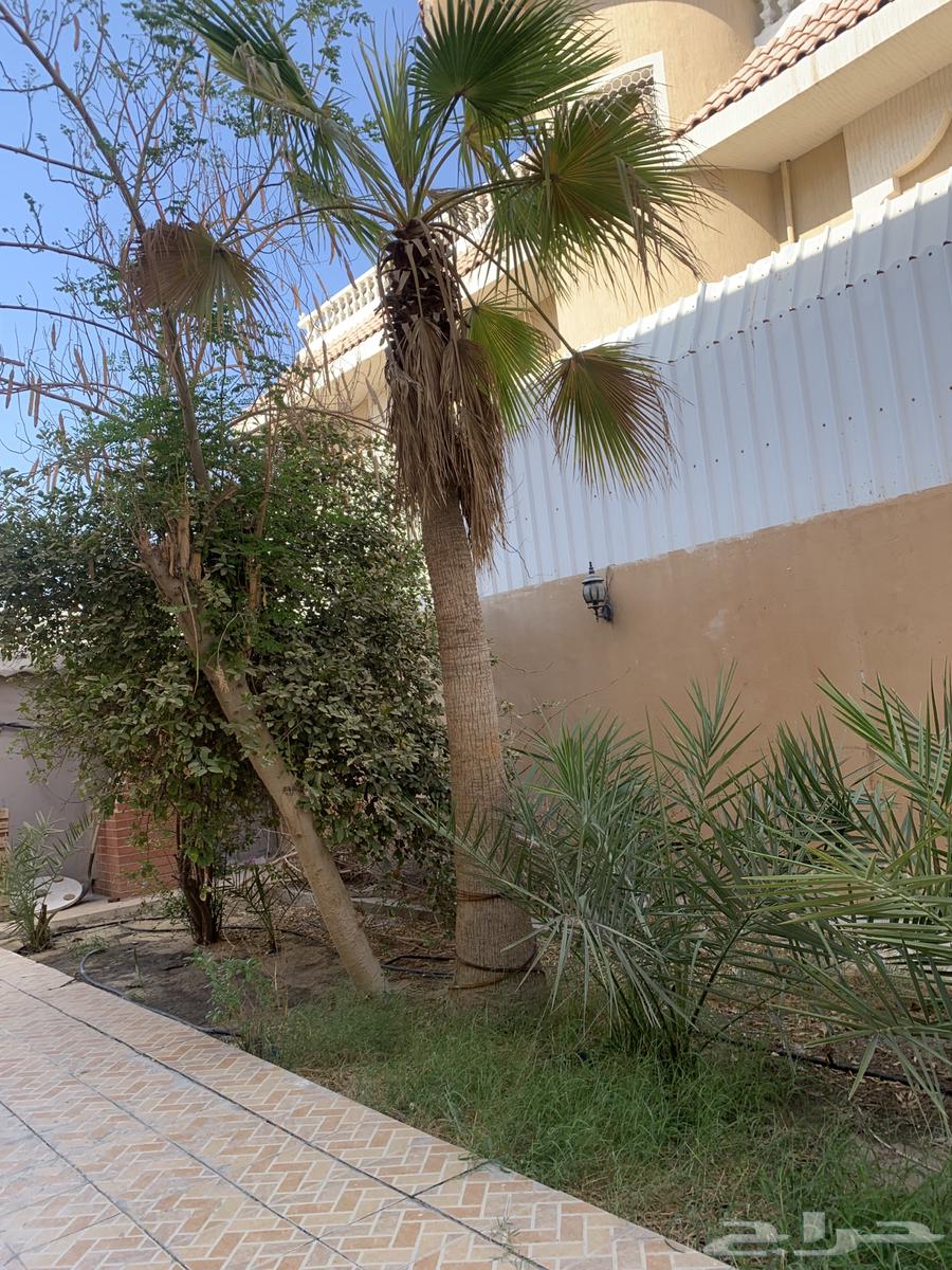 نخل واشنطني64524946811266112