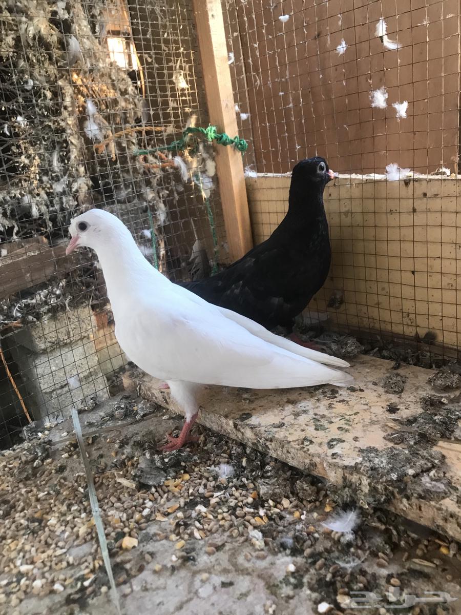 صنعاني اصيل شيبه64520261534979114