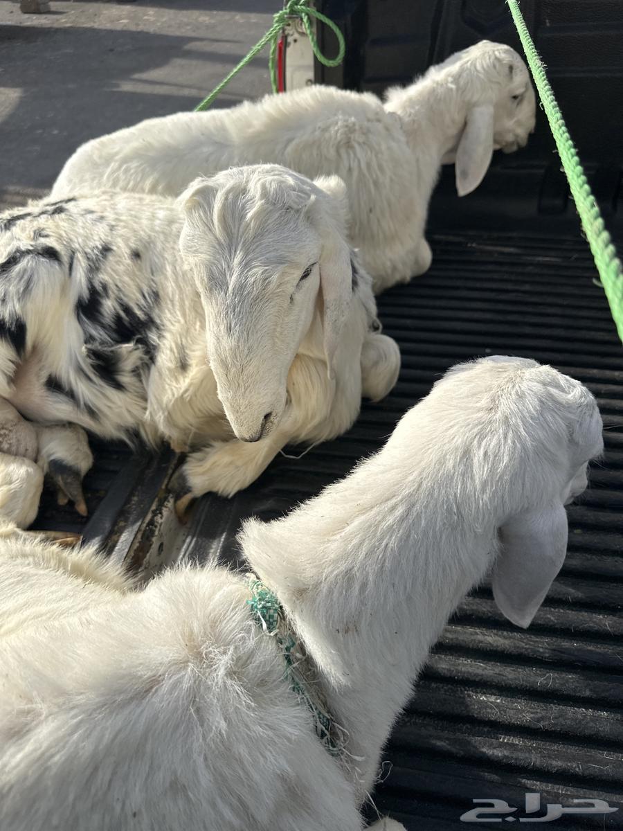 Talian Zabaih64523090561793110