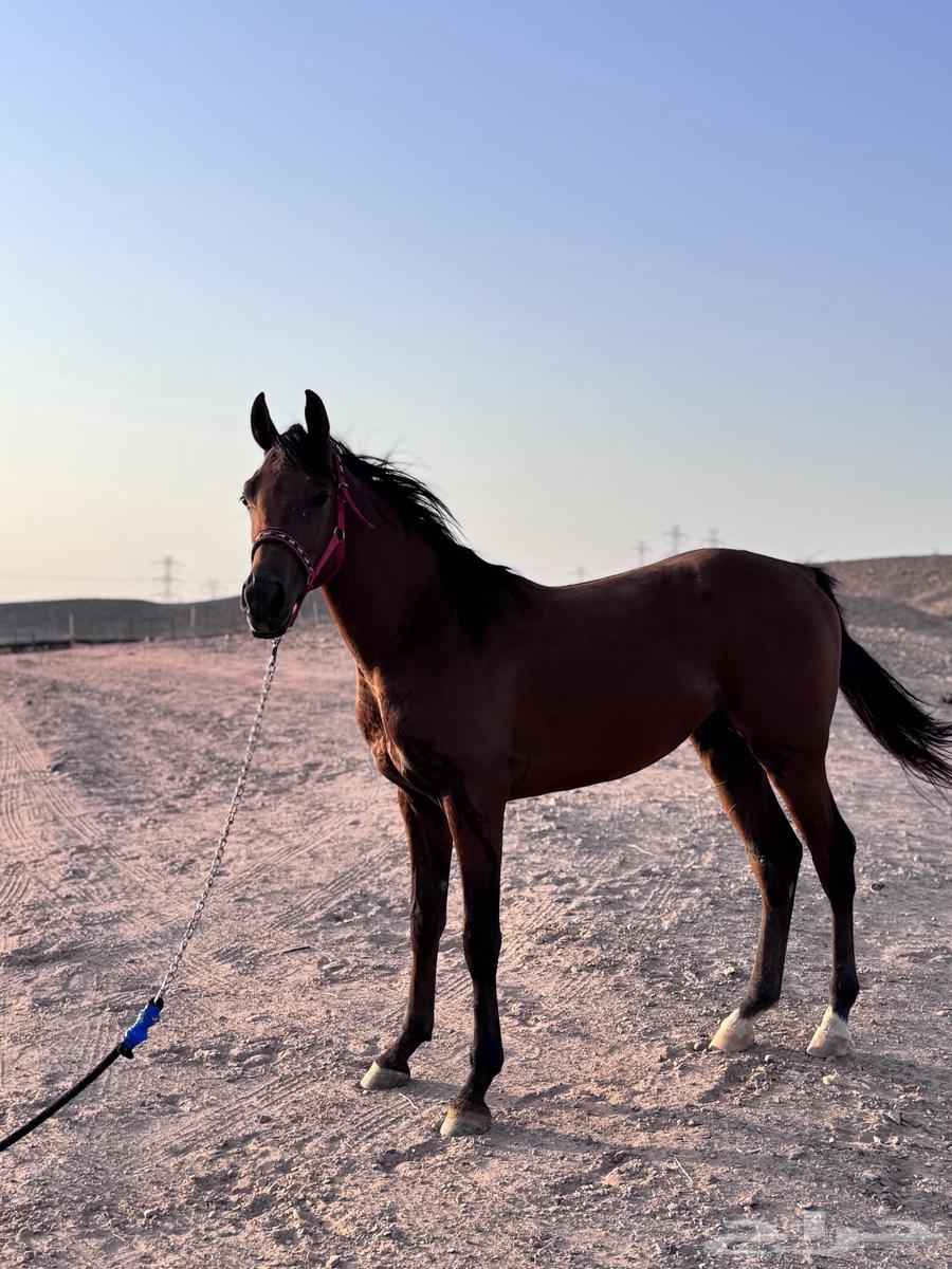 مهر للبيع العمر سنه 8شهور64526551464194113