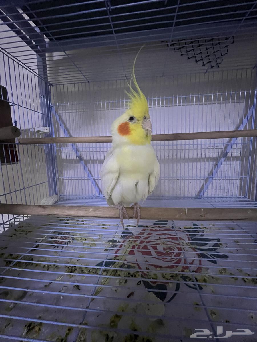 ذكر كروان لاتينو للبيع64520147616771114