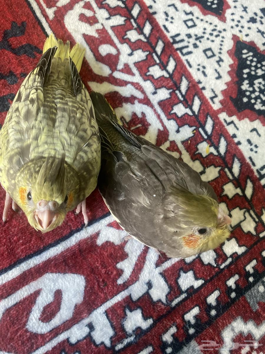 Crows birds64522033486467110