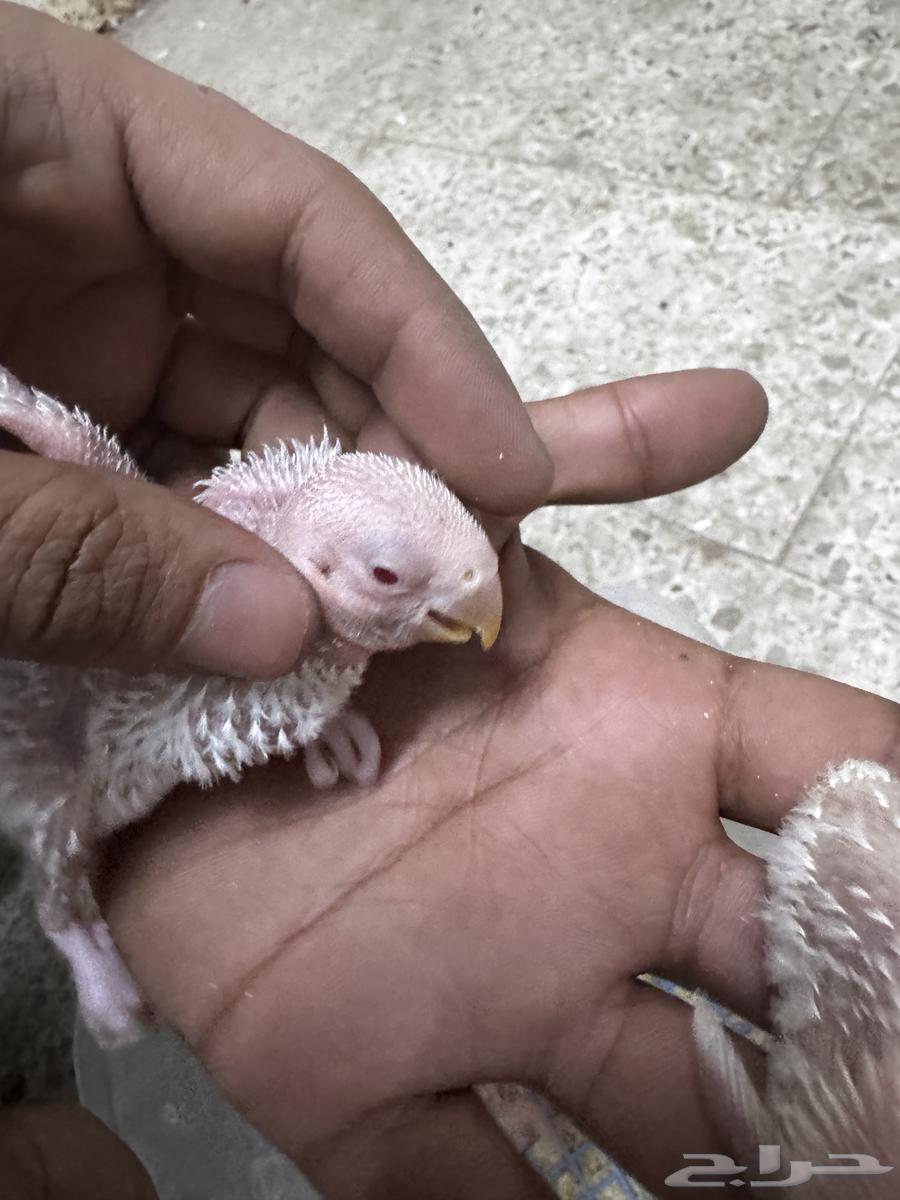 فروخ روز الالبينو صافي سعر 95 ريال يوم الوطني تواصل واتس64525911795587112