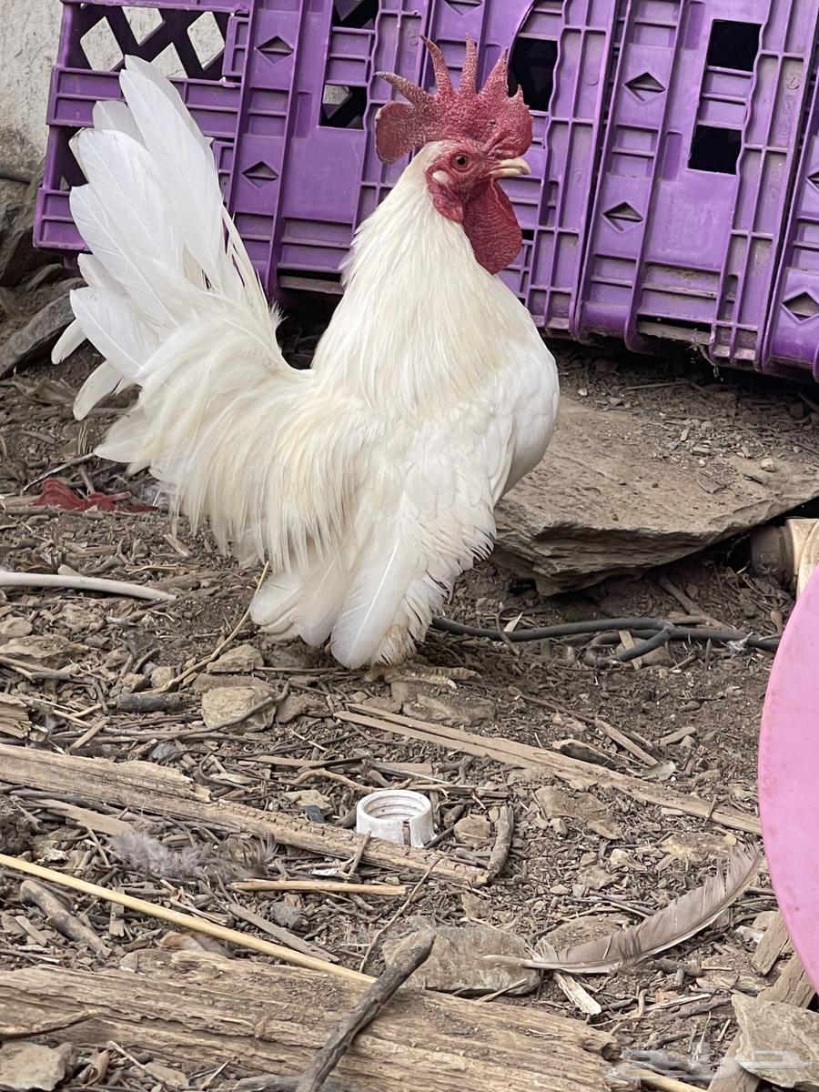 دجاج جابنيز منتج64521197302659110