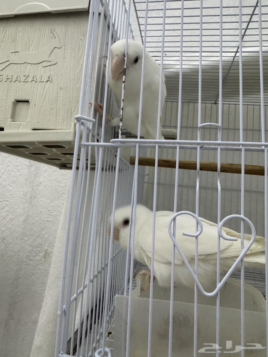 جوز روز البينو64520034416515112