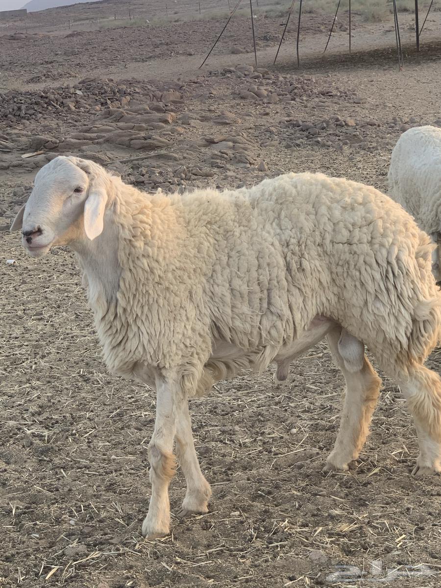 Conditional Class Release64520797782915110